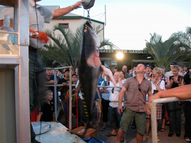 52kg yellowfin at Canarfin